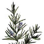 ROSEMARY ESSENTIAL OIL