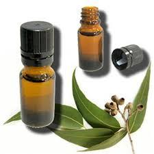 Eucalyptus Essential Oil