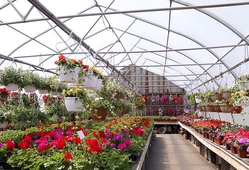 greenhouse film