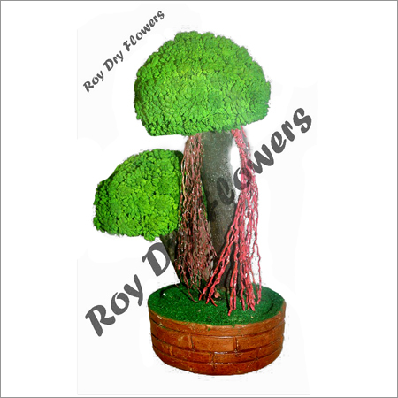Dried Bonsai - Dried Moss, 12x8 inches, Green Ceramic Base | Unique Design, Low Maintenance, Eco-Friendly, Decorative
