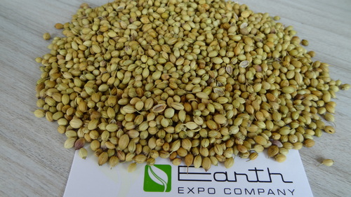 Coriander Seeds