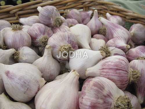 Organic Garlic