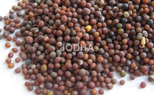 Mustard Seed