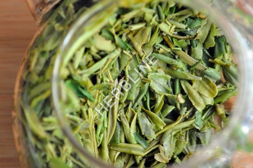 Dried Herbline Leaves Green Tea