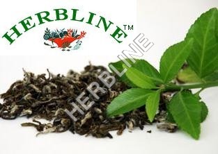 Dried Herbline Pure Green Tea 100% Organic