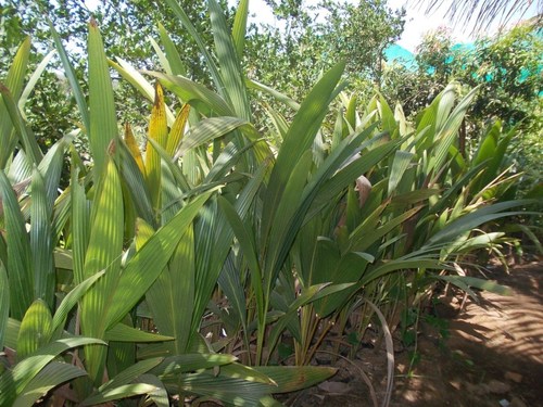 Coconut Plants