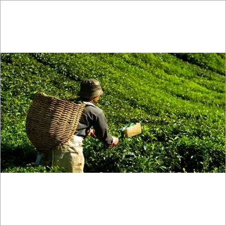 Valuation of Plantations-Coffee