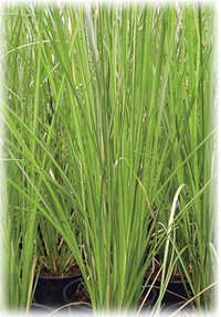 Khus Water - Natural Ingredients, 1-2 Meters Tall | Cooling Effect, Refreshing Scent, Long-lasting Antiseptic Properties