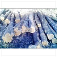 Ivory Teak Wood Ivory Teak Wood