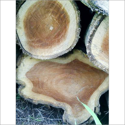 Panama Teak Wood Logs