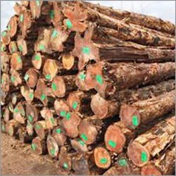 Teak Wood Logs