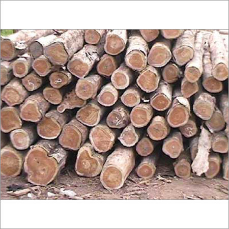 Guatemala Teak Wood Logs