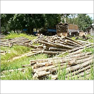 Sudan Teak Wood Logs