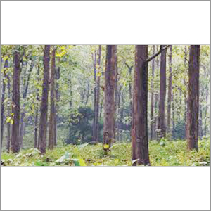 Forestry Teak Wood