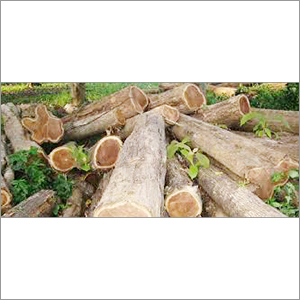 Ghana Teak Wood