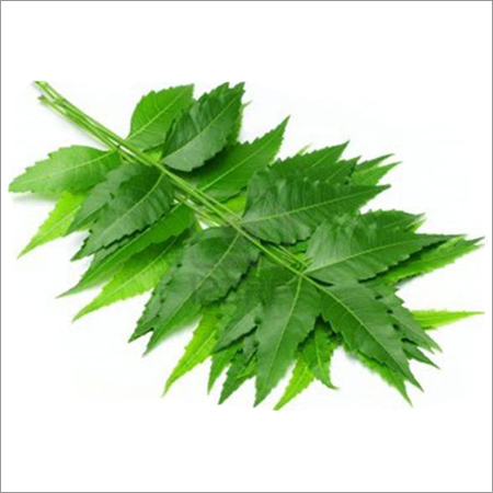 Neem Leaves Powder