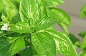 Basil Oil (Tulsi Oil) Ingredients: Herbal Extract
