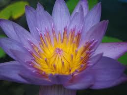 Blue Lotus Absolute