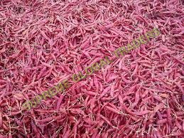Sanam Red Chilli