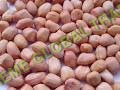 Groundnut Seeds
