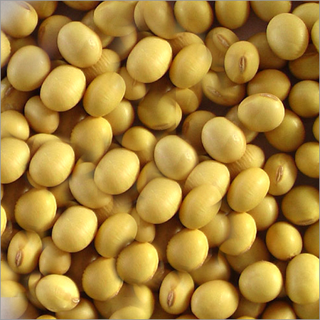 Indian Soy Bean