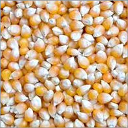 Indian Organic Maize