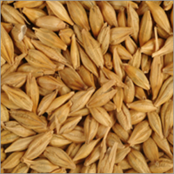 Organic Barley