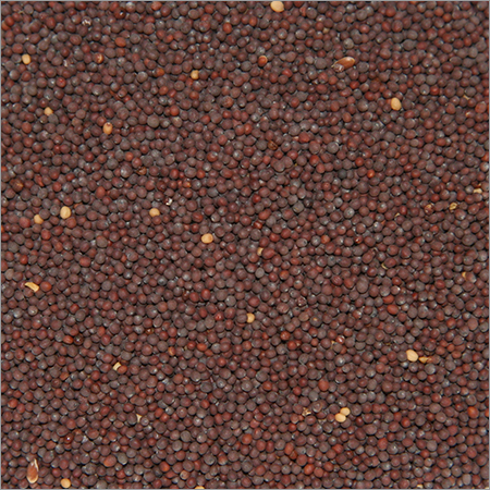 Mustard Seed