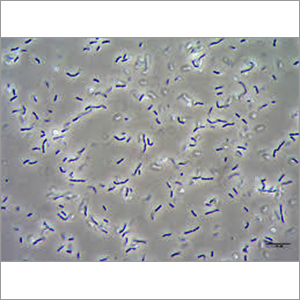 Lactobacillus Acidophilus