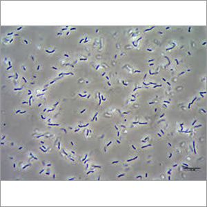 Lactobacillus By JEEVAN BIOTECH