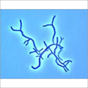 Bifidobacterium longum