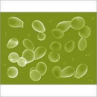 Saccharomyces Boulardi