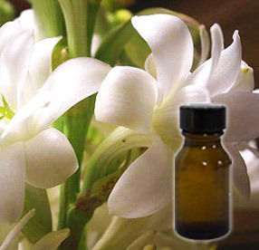 Tuberose Absolute