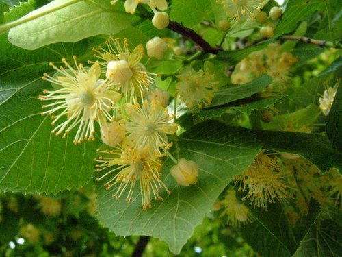 Linden Blossom Absolute By HARI AROMA INTERNATIONAL