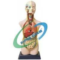 Human Anatomical Models