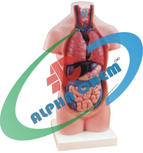 Human Torso Without Head