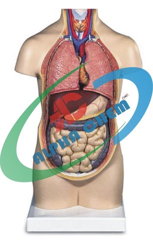 Human Torso, without Head, Half Size