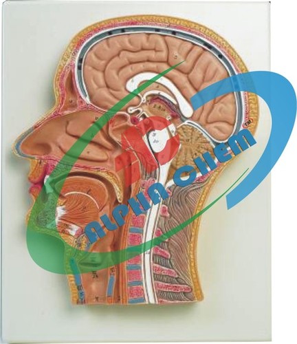 618 Human Head and Neck model