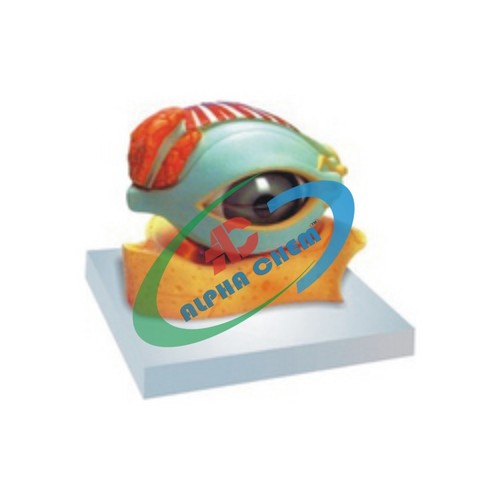 Human Eye with Lid Model - PVC, 150x150x100mm, Multicolored | 5x Enlarged, Removable Parts, Detailed Anatomy, Educational Tool