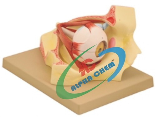 Human Eye In Bony Orbit