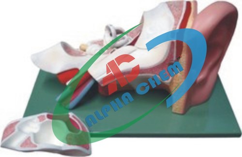 Human Ear Model Two times enlarged