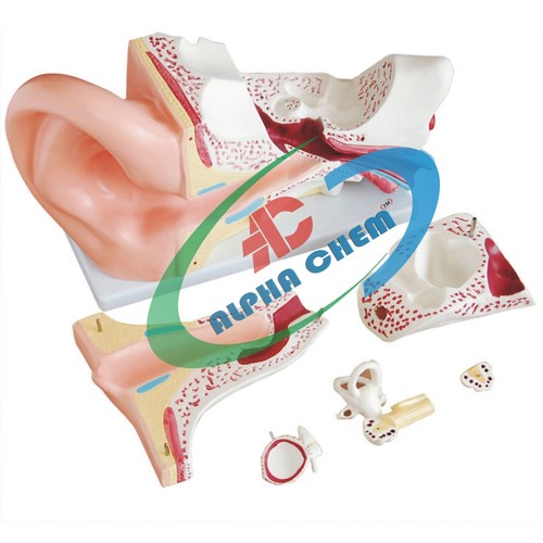 Human Ear Model 6 Parts
