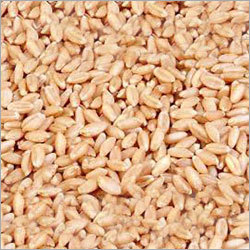 Organic Wheat Seeds