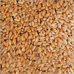 Indian Wheat Seeds