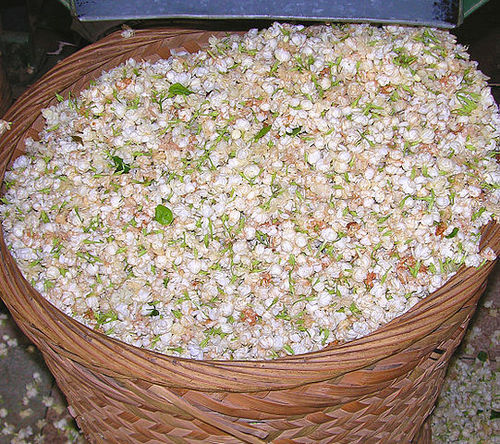 Arabian Jasmine Absolute