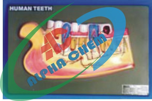 Human Lower Jaw with Teeth