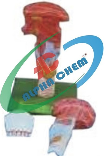 Human Teeth with Tongue