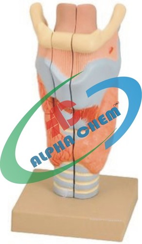 Larynx 3 Parts - PVC, 150x100x80 mm, Beige | Dissectable, Anatomical Model, Educational Tool