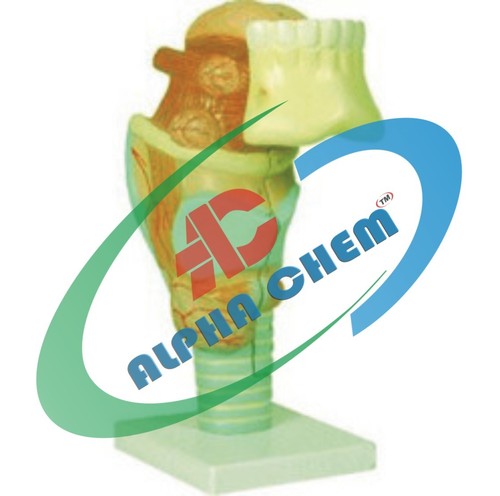 Human Larynx with Tongue - PVC, Natural Size, Yellowish | Three Parts, Detailed Anatomy, Educational Model