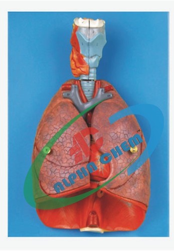 Human Heart with Lungs & Larynx
